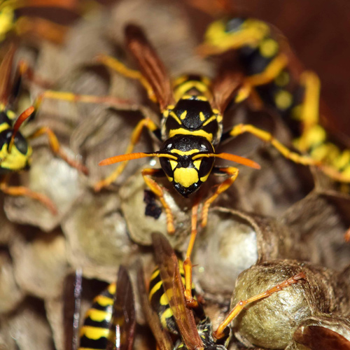 Keep wasps out of your chimney & chimney cleaning in Liberty MO