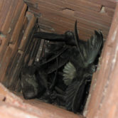 What to Do About Birds in Your Chimney